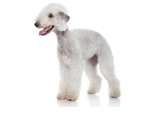 Бедлингтон-терьер