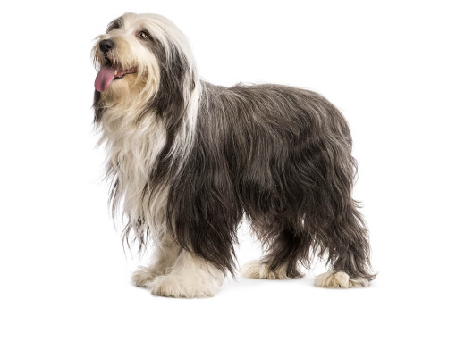 Бородатый колли