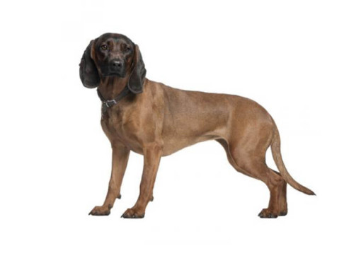 Баварская горная гончая