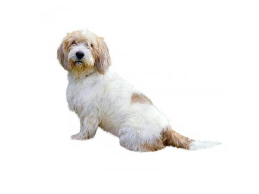 Малый вандейский бассет-гриффон