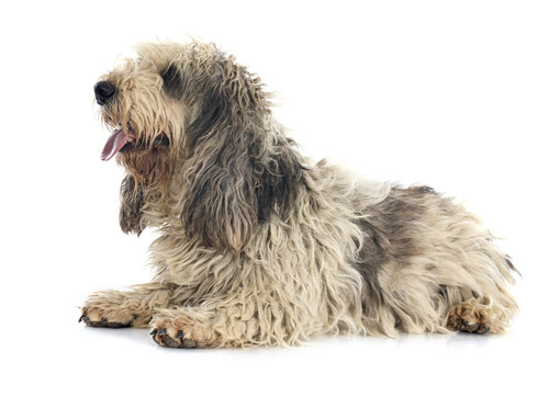 Большой вандейский бассет-гриффон