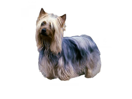 Австралийский шелковистый терьер