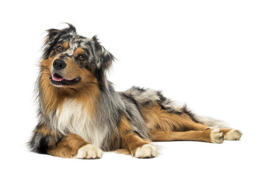 Австралийская овчарка