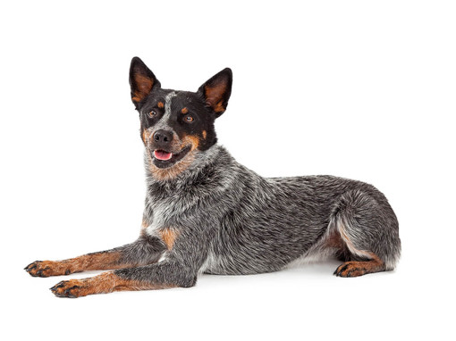 Австралийская пастушья собака