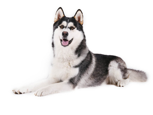 Аляскинский маламут