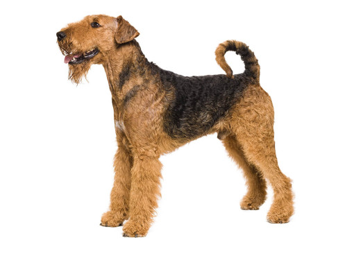 Эрдельтерьер