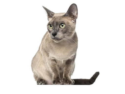 Тонкинская кошка