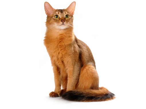 Сомалийская кошка