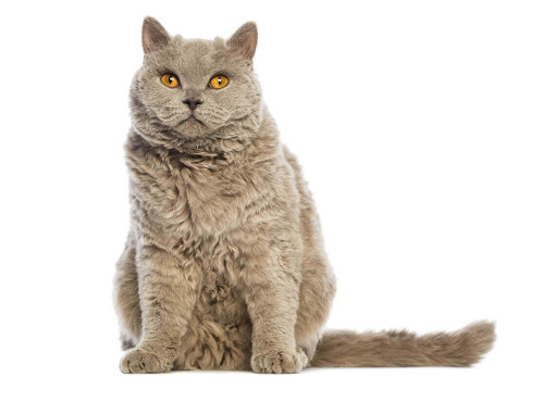 Селкирк-рекс