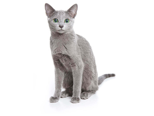 Русская голубая