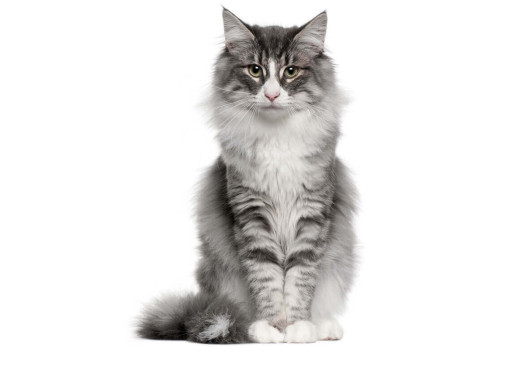 Норвежская лесная