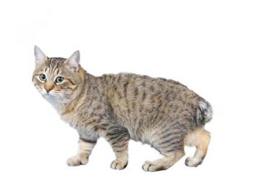 Японский бобтейл длинношерстный