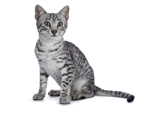 Египетский мау