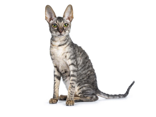 Корниш-рекс