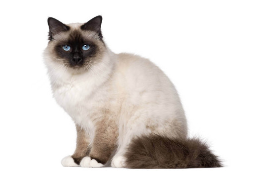 Бирманская