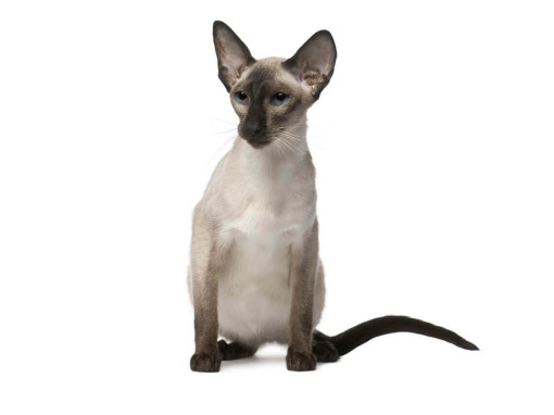 Балийская кошка