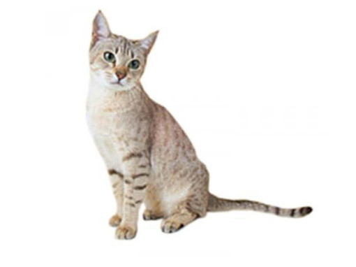 Австралийский мист