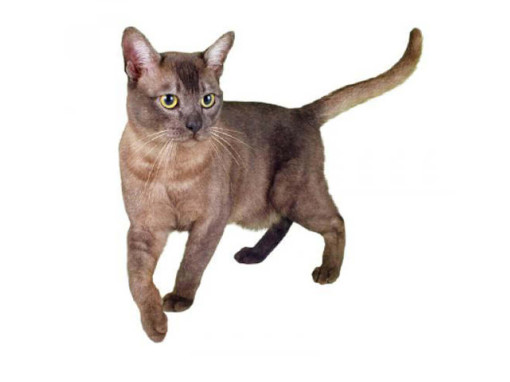 Азиатская кошка