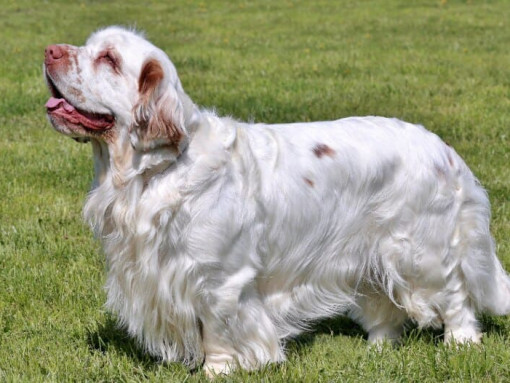 светлый спаниель стоит на траве