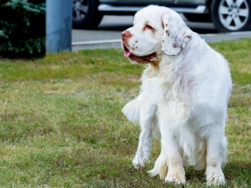 светлый спаниель стоит на траве