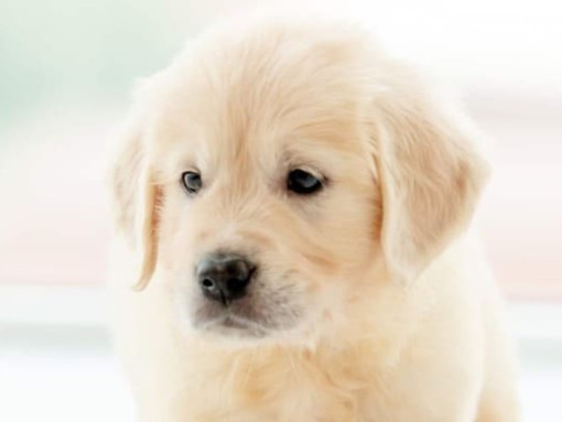 Тест: какая порода собак подойдёт именно вам