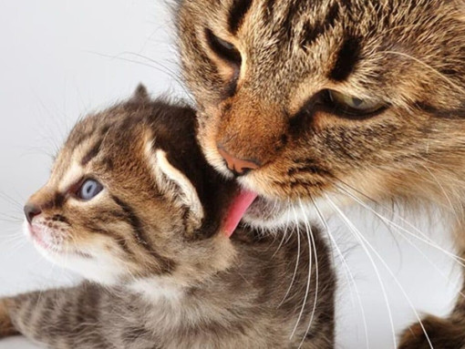 Тест: какая порода кошек подойдёт именно вам