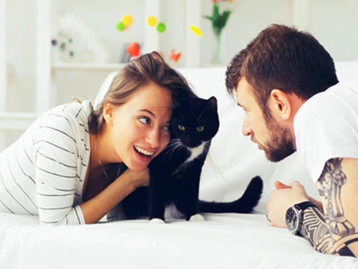 Как взять кошку из приюта