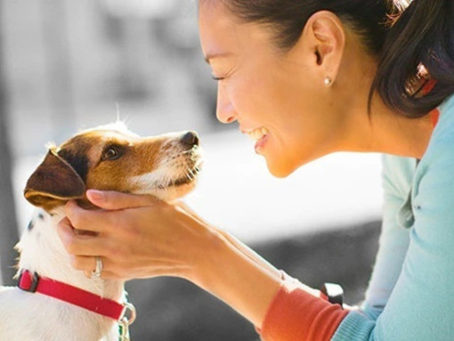 Первые дни собаки в новом доме