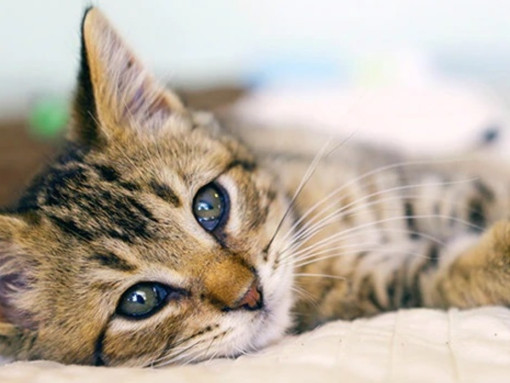 Как сделать дом удобным для кошки