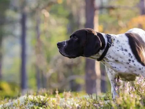 Пойнтер ищет