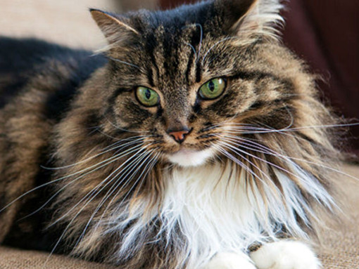 Как привести в дом новую кошку