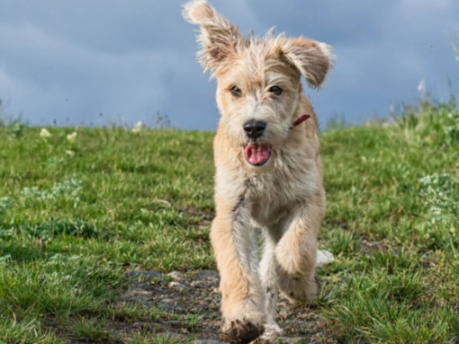 Все породы собак с фотографиями