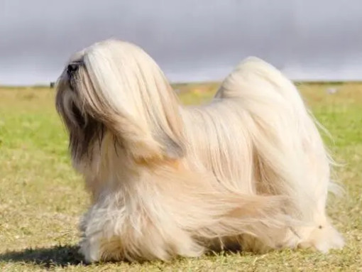 Лхаса Апсо стоит и ветер дует мех