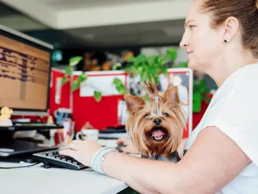 На работу с питомцем