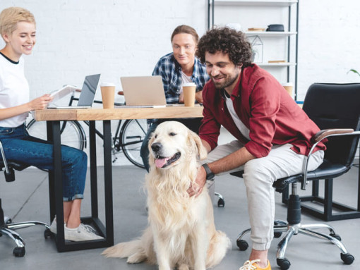 Офисные работники обнимают золотистого ретривера
