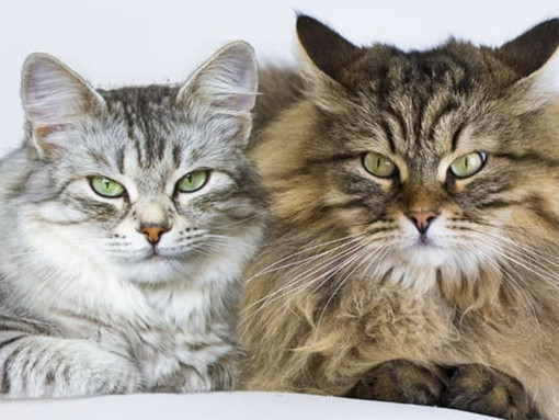 Кот или кошка: кого выбрать