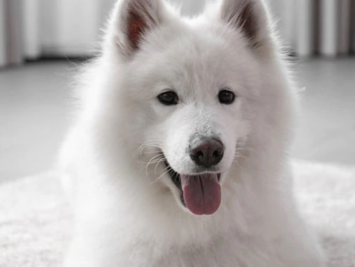 15 причин завести собаку