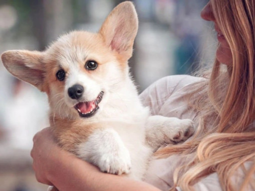 Как при выборе собаки определиться с ее возрастом, полом или породой