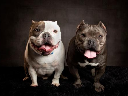 Американский булли