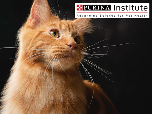 Ginger Maine Coon cat with Purina Institute and innovation logo