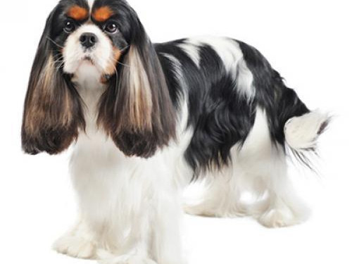 Кавалер-кинг-чарльз-спаниель