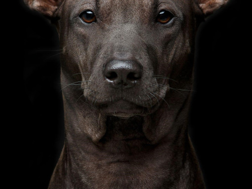 Портрет тайского риджбека