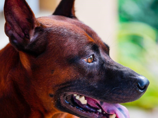 Портрет тайского риджбека с высунутым языком