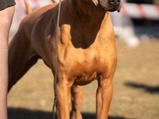 Тайский риджбек рядом с женщиной