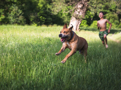 Рыжий американский стаффордширский терьер играет с ребёнком в парке