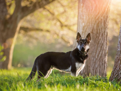 Восточно-европейская овчарка стоит на прогулке в парке
