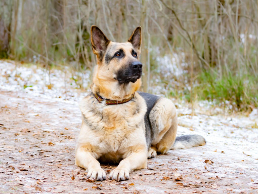 Восточно-европейская овчарка лежит в лесу