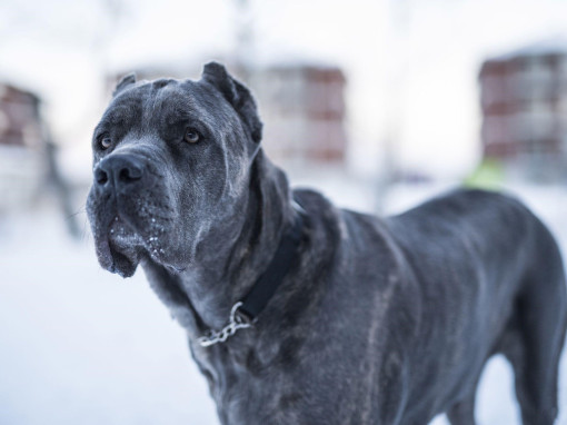 Кане-корсо на зимней прогулке