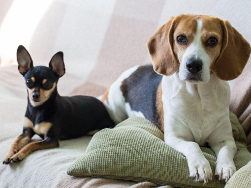 Взрослый русский той рядом с биглем