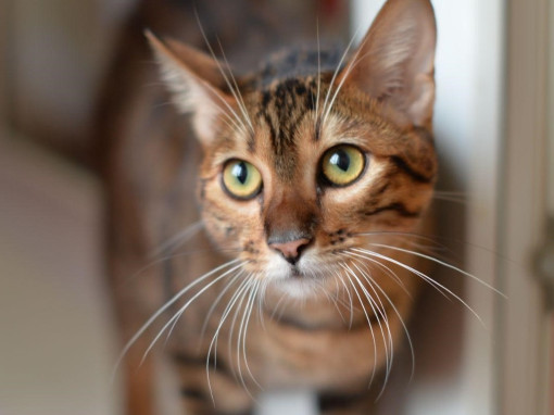 Тойгер на подоконнике